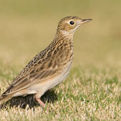 Sprague's Pipit